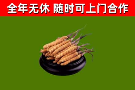 硚口烟酒回收冬虫夏草.jpg